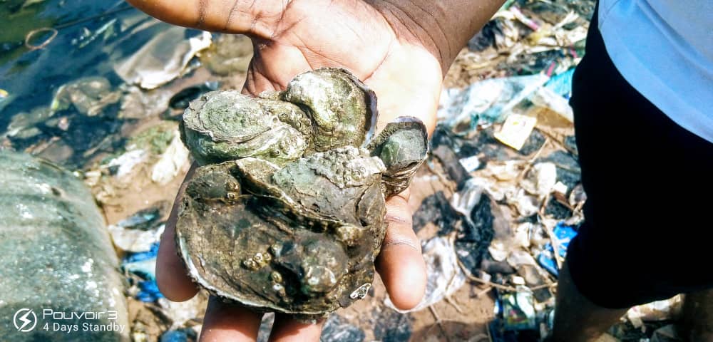 A few empty seashells that are used for  mixing concrete for house foundations