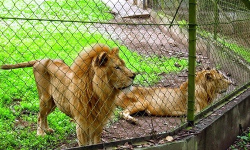 Lions at the National Park and Zoo