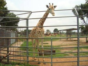 Giraffe at the National Park and Zoo.